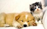 Cute Cats & Dogs