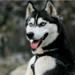 HuskyDogVideos