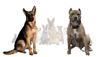 You Can Watch DogI