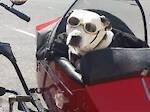 funny animal