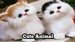 Cute animal79