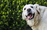 Funny Animals Vio