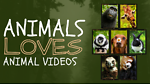 Animal lovers 85t