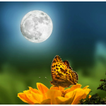 Nature Lover