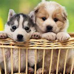 cute dogs