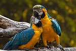 Lovely animals