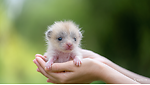 Little Animals and Nature