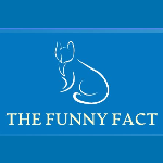 The Funny Fact