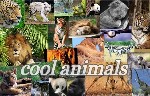 cool animals