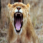 Animal funny videos