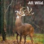 Allwild