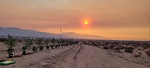 Life in the Mojave Desert