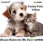 Funny Pets Video