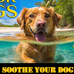 Soothe Your Dog While You're Away