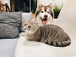 Cat and dog Video,New cat and dog Video,best cat and dog Video Cute Cat and dog Video,best cat and dog video