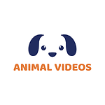 Animal videos fanny