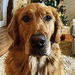 Fezziwig the Golden Retriever