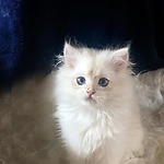 British golden shorthair and longhair cats