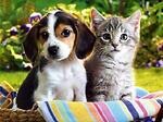 Paws & Playful Whiskers: Cats and Dogs Delight"