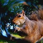 Birds Bugs and Squirrels