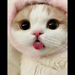 Cute Cat
