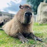 Cappybara Funny