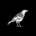 Raven