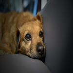 cute dogs