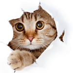 FunnyCatsCute