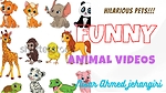 Funny Animal video