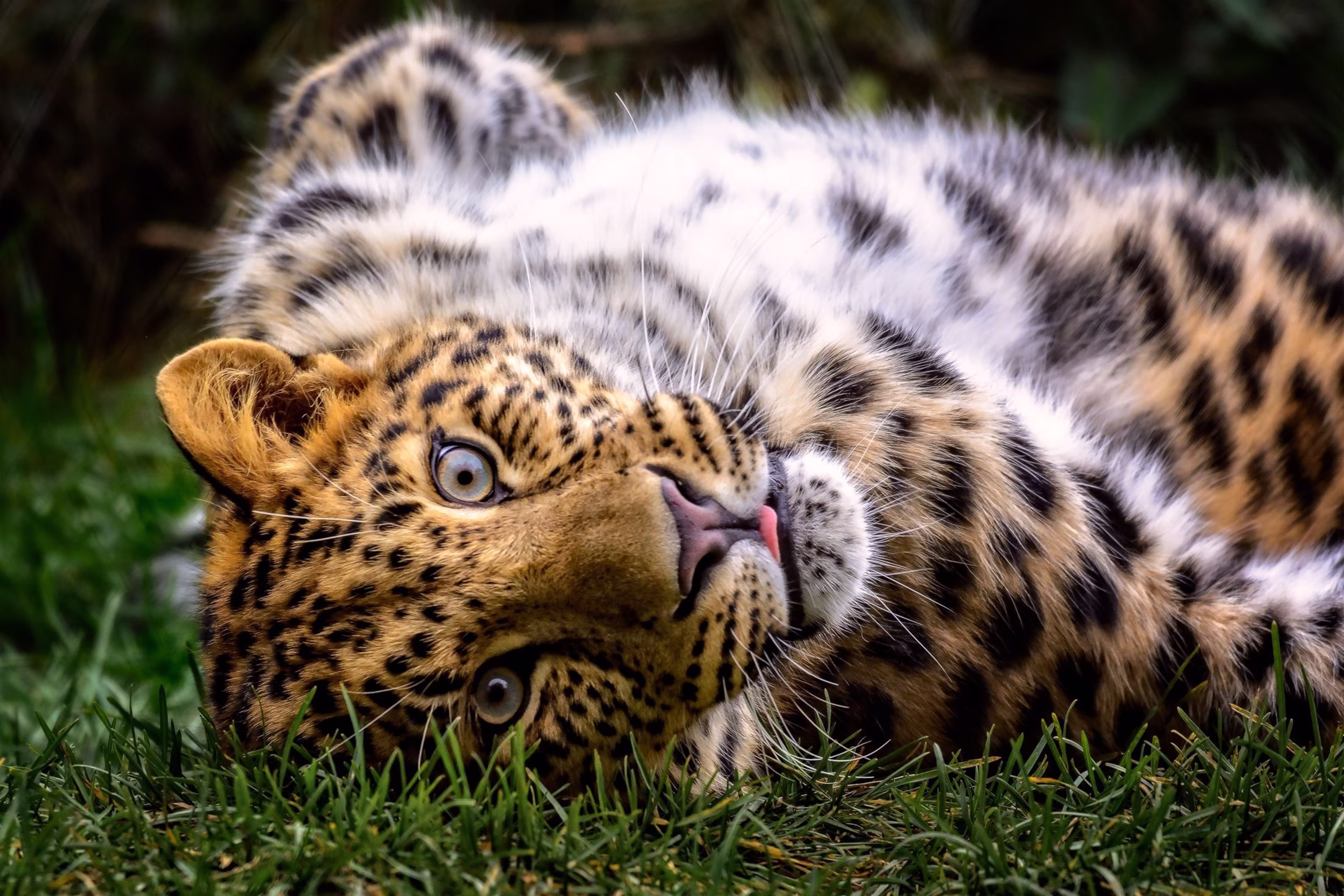 beautiful animal in the world