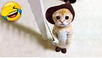 Super Cat Papa