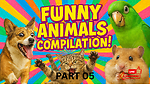 Funny Animals Compilations