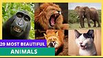 Most Colorful Animals in the World | Stunning Wildlife in HD