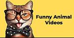 Animal videos