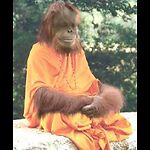 The Wise