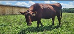 Cowman Ranch