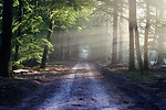 Nature vibes infused with melody