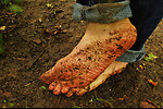 Trampled Under Feet