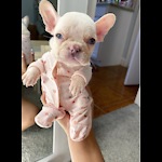 ViralFrenchie