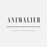 Funnny Animaux