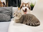 Funny Pets