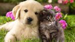 Dogs And Cat Funny Videos