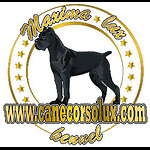 Cane Corso Europe