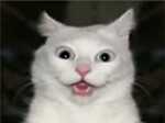 Funny Animal Videos