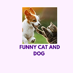 Funny cat videos