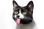 FUNNY CATS