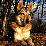 wolfdog.art