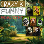 Funny Videos
