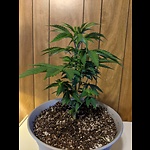 Cheap and easy cannabis grows